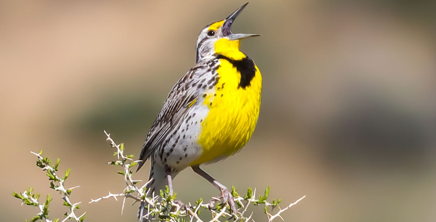 wyoming state bird meadowlark